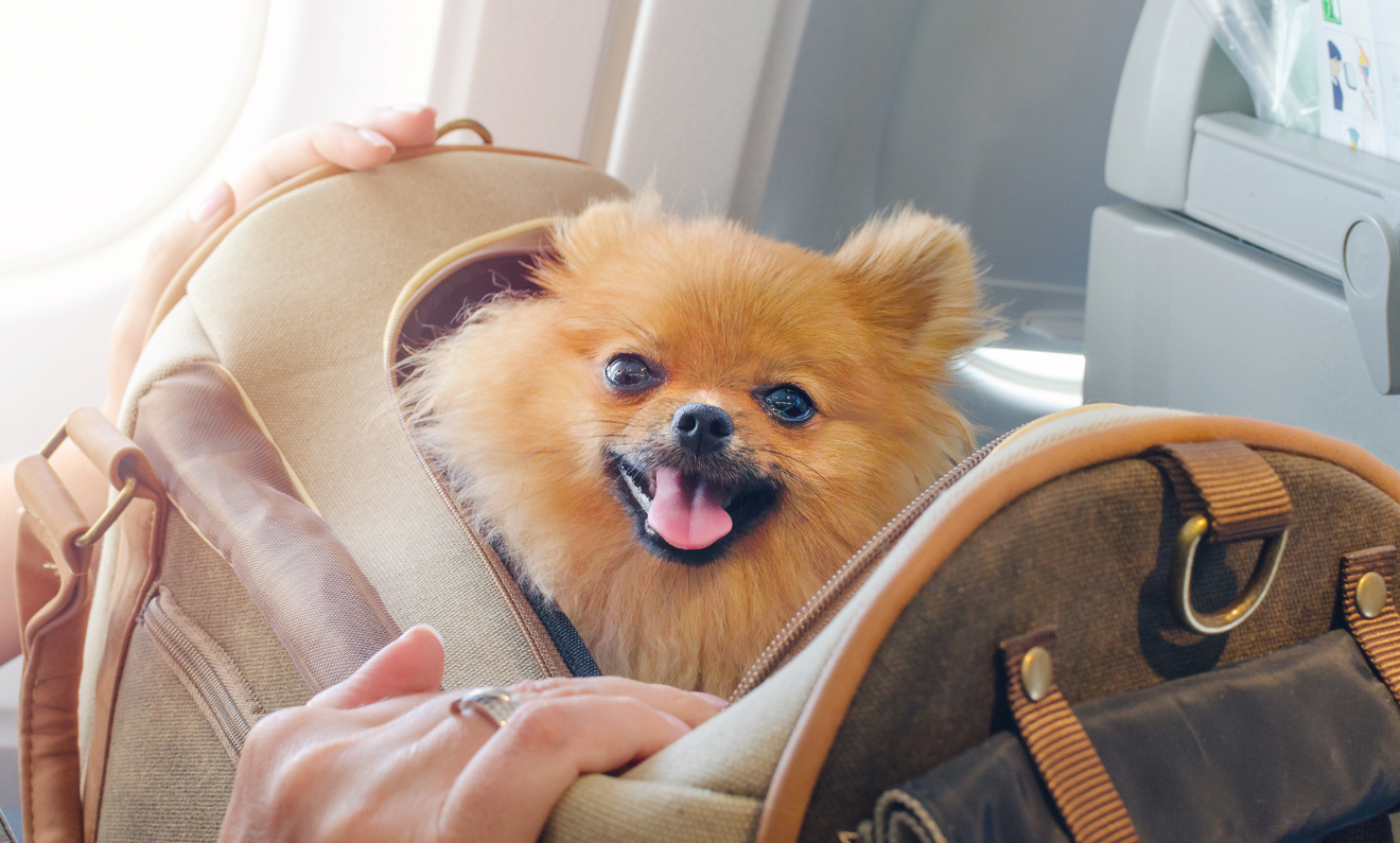 Airline approved dog carrier size deals
