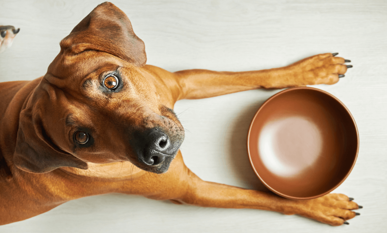 Best way to top clean dog bowls