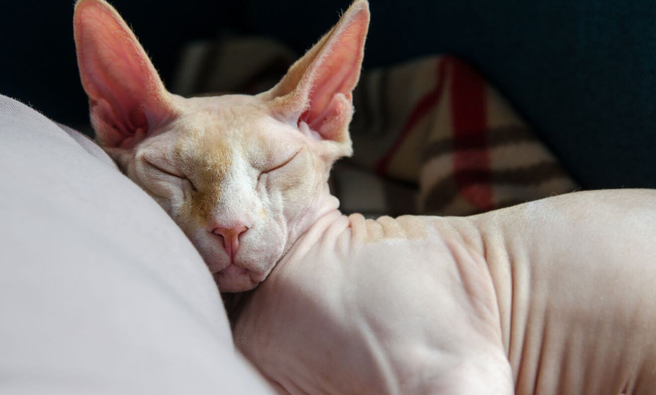 All You Need to Know About Hairless Cats
