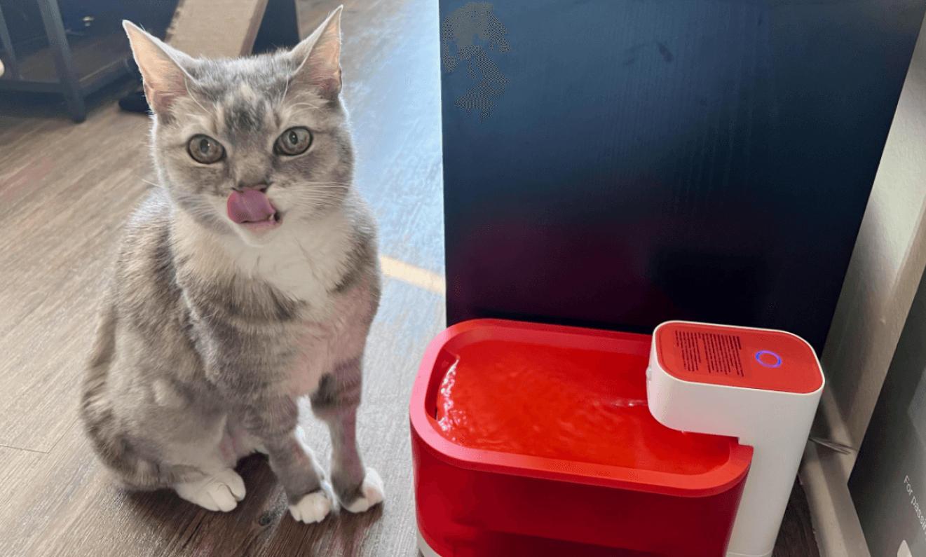 Best litter for cats with kidney disease best sale