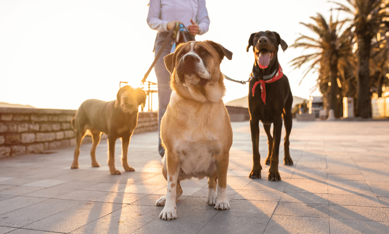 What Is The Best Type of Leash to Use for a Dog?