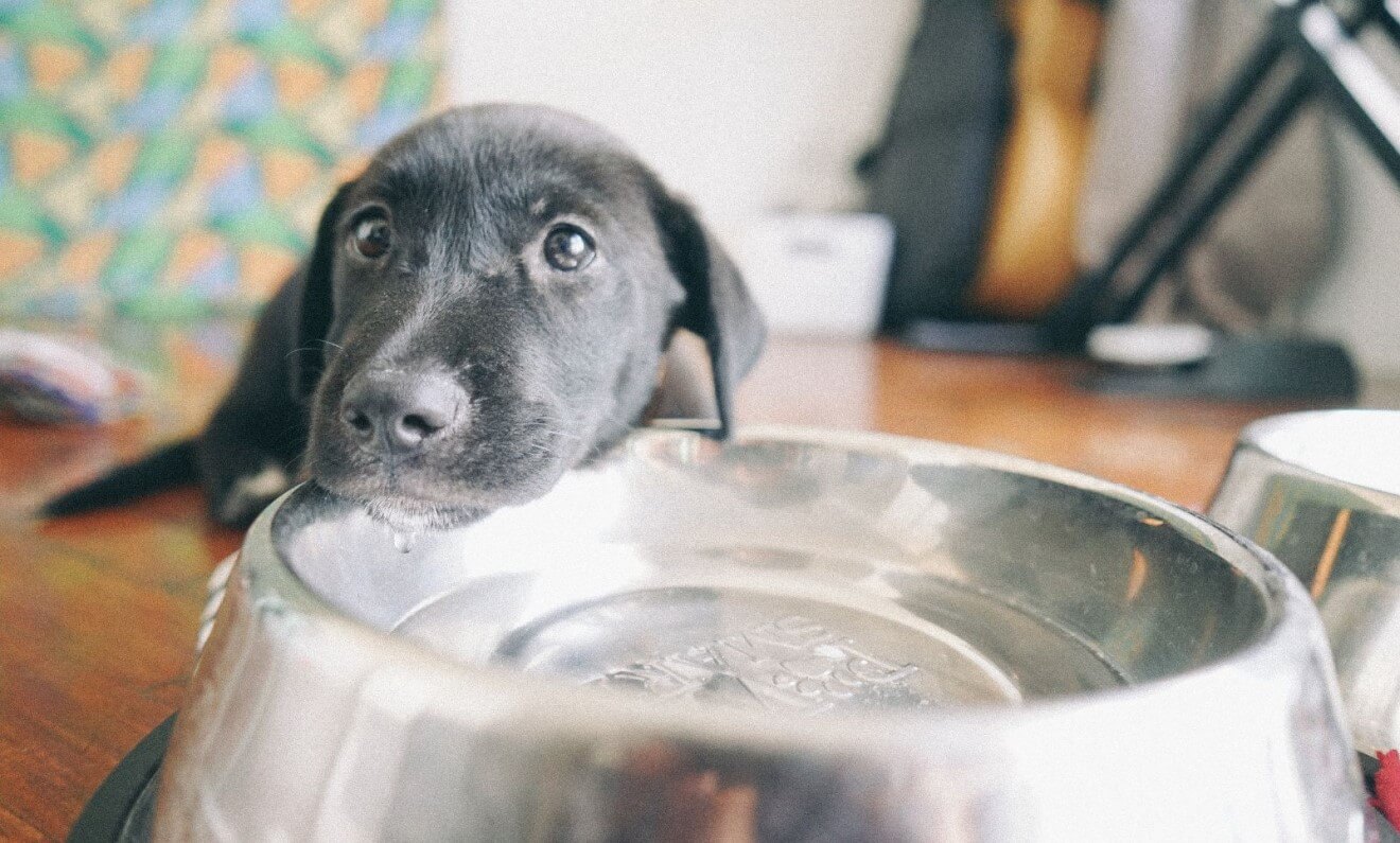 Why You Should Routinely Clean Your Pet's Food and Water Bowls