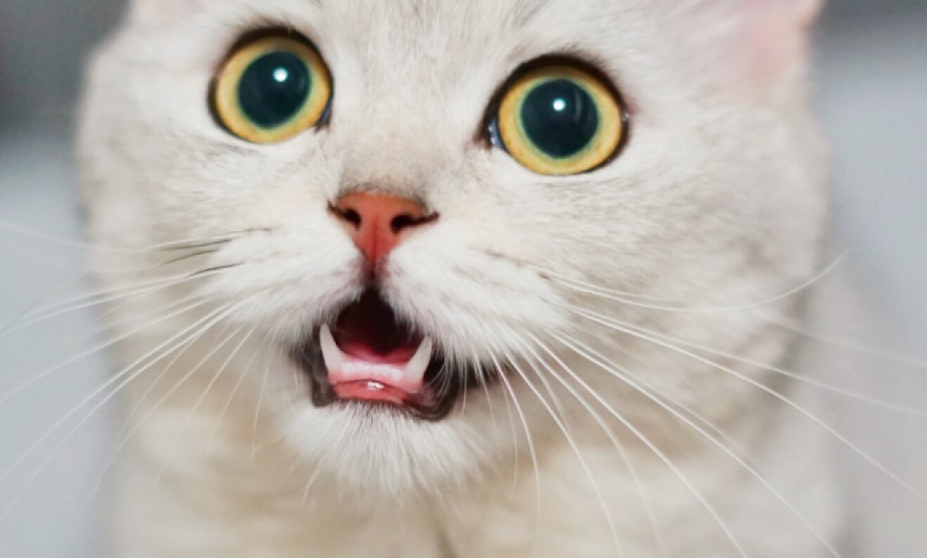 How to Clean Your Cat's Teeth At Home
