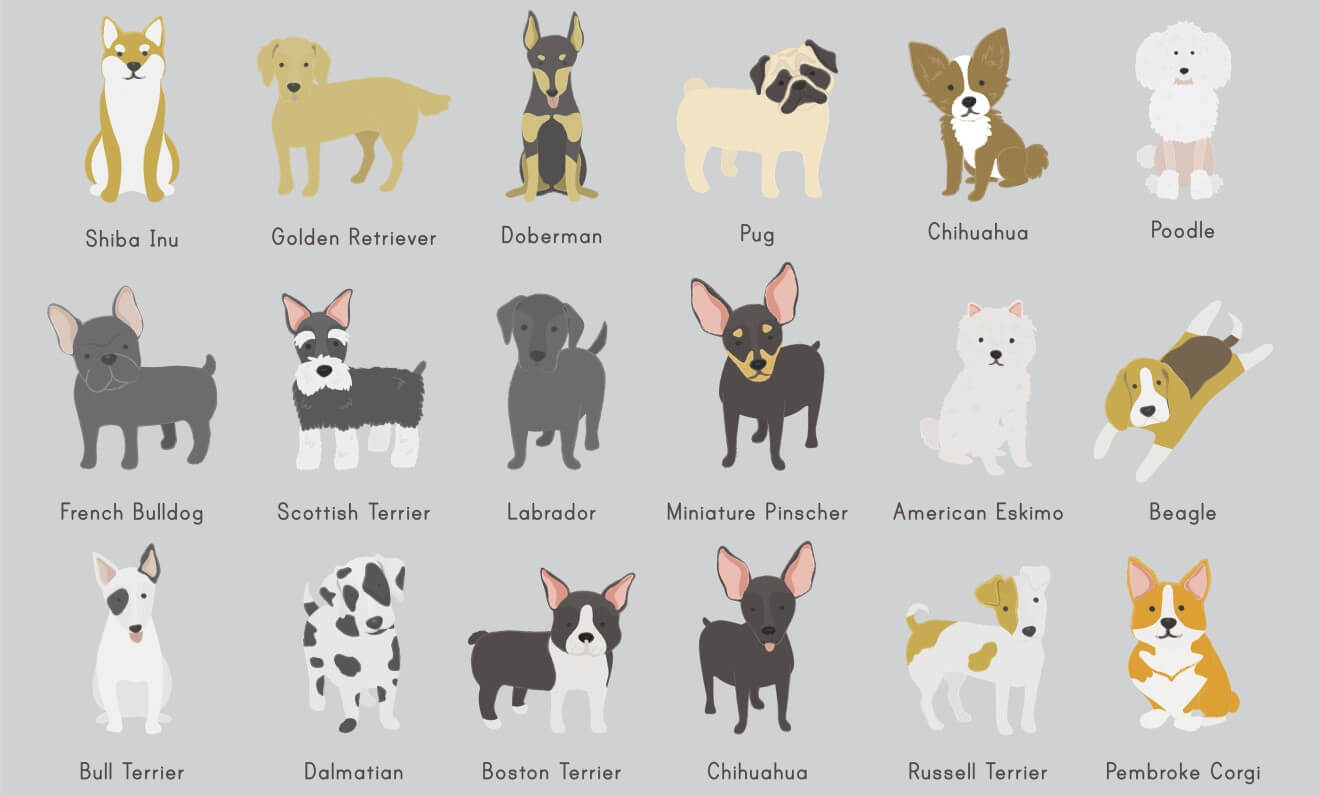 How To Identify Your Dog Breed?