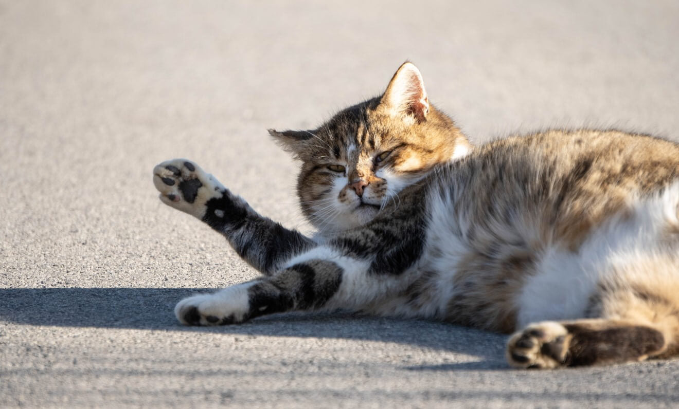 Illustration of Managing Your Cat'S Weight For Optimal Health