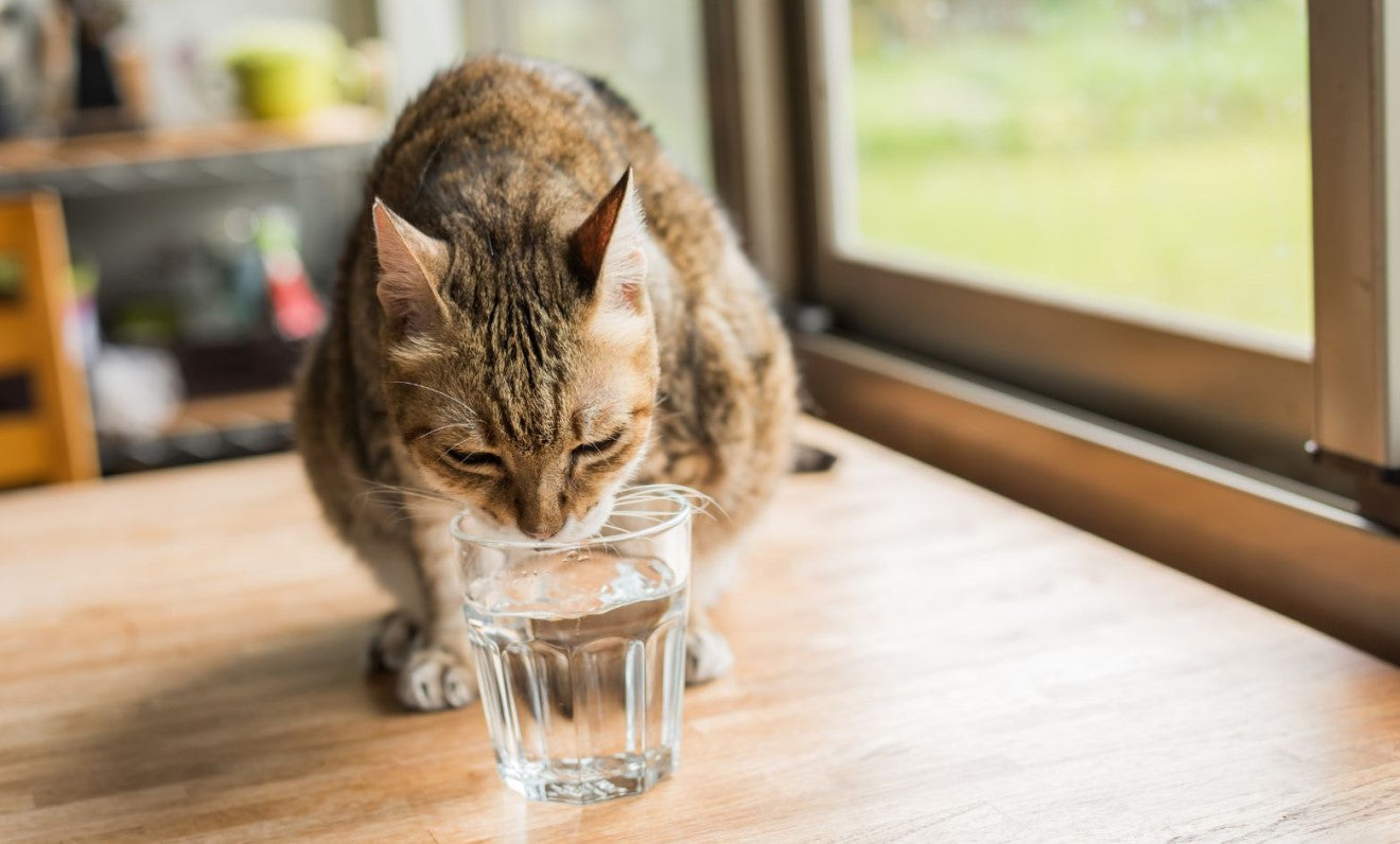 How to Find Out If Your Cat Is Dehydrated