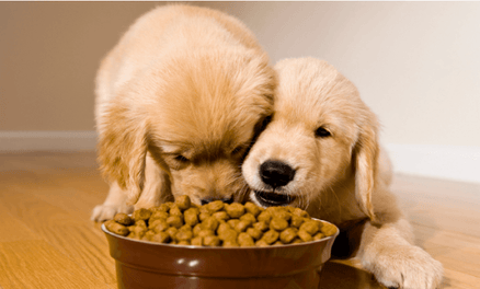 Why Does My Dog Flip His Food Bowl: Surprising Reasons Explained