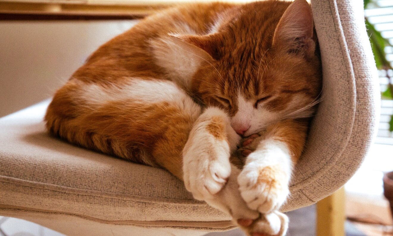 How Long Does Your Cat Sleep how-long-does-your-cat-sleep