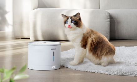 How To Train A Cat To Use A Water Fountain