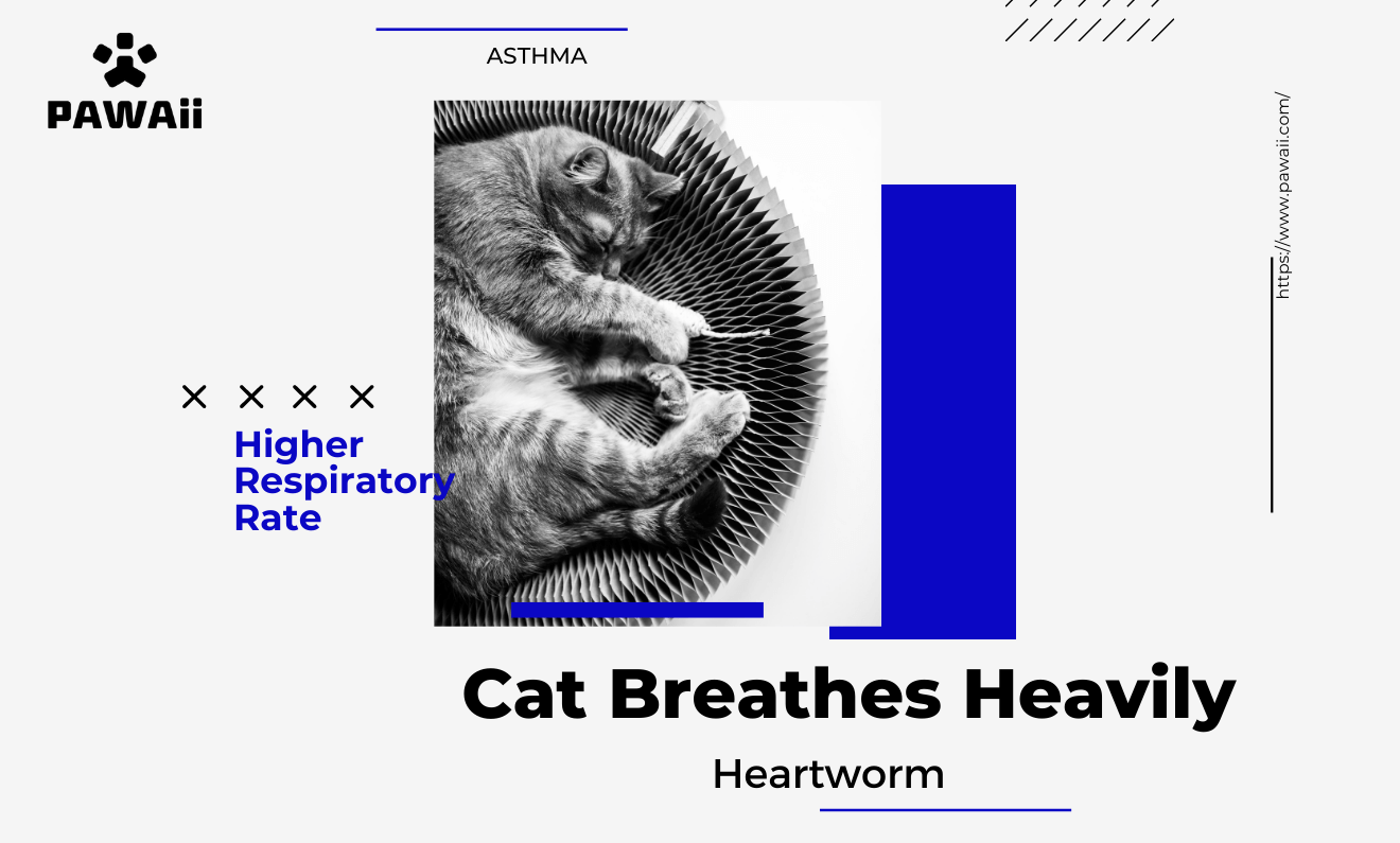Here Is Why Your Cat Breathes Heavily