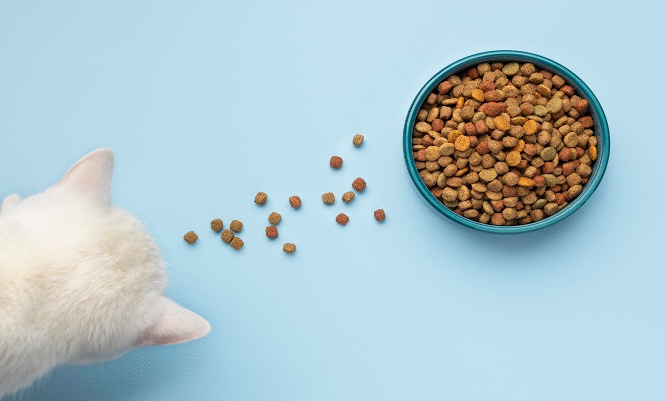 How Much Food Does Your Cat Need?