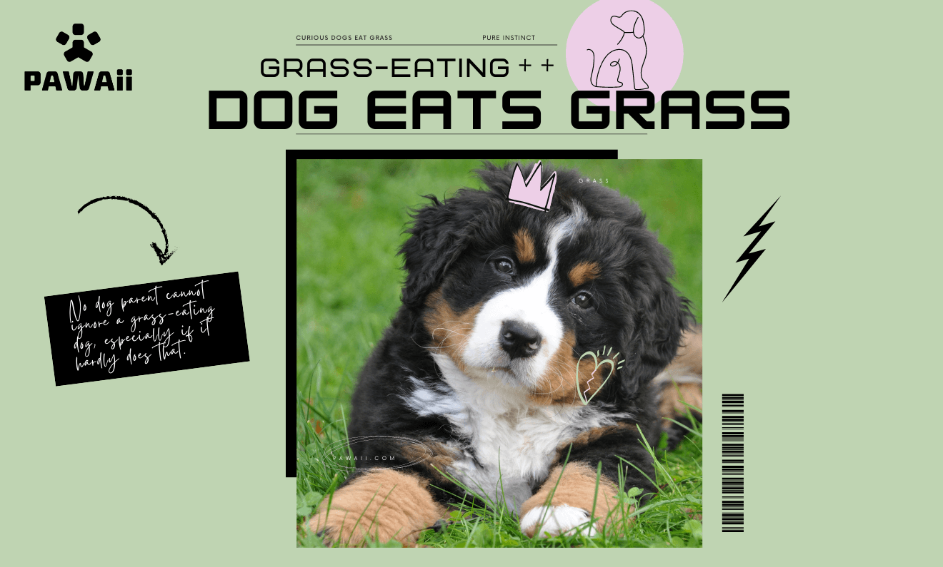 Picture Idea: Why Does My Dog Eat Grass