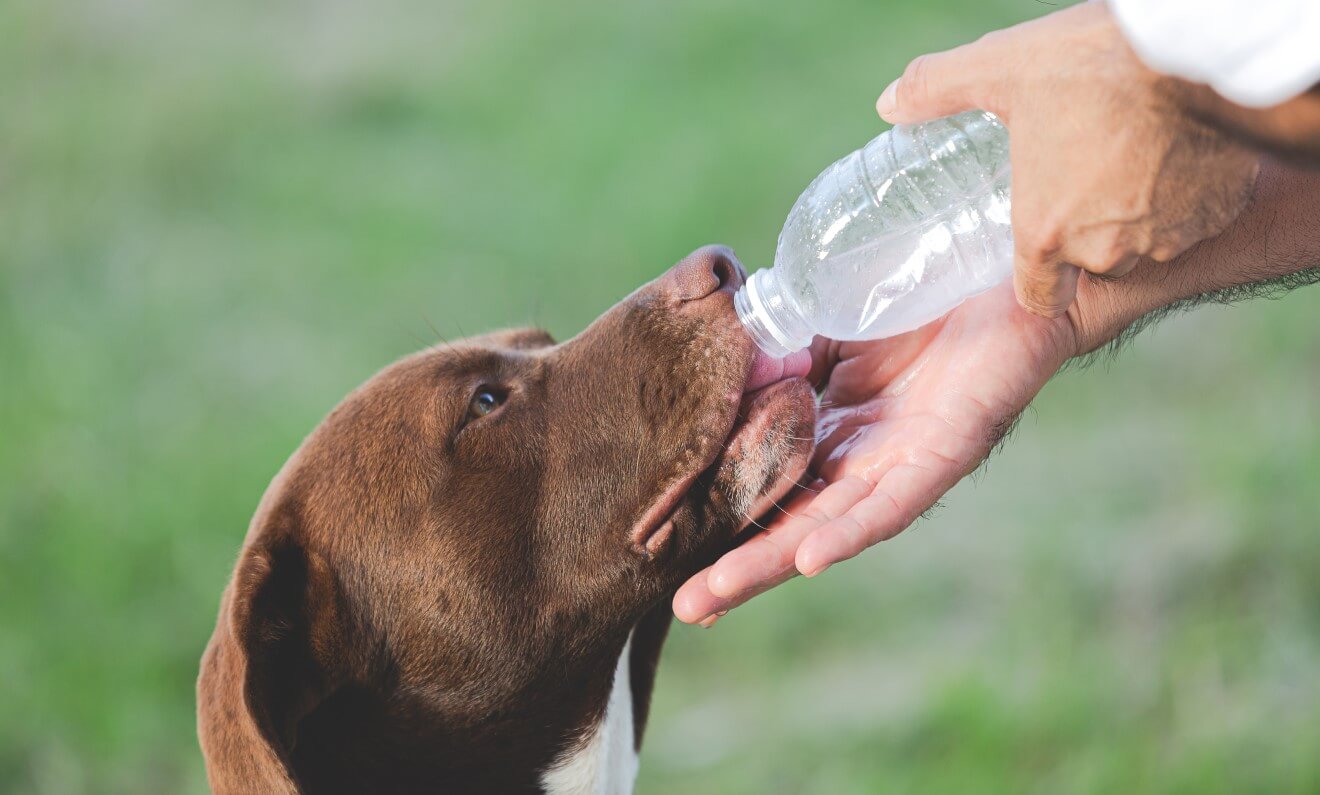 How Much Water Should Your Dog Drink?