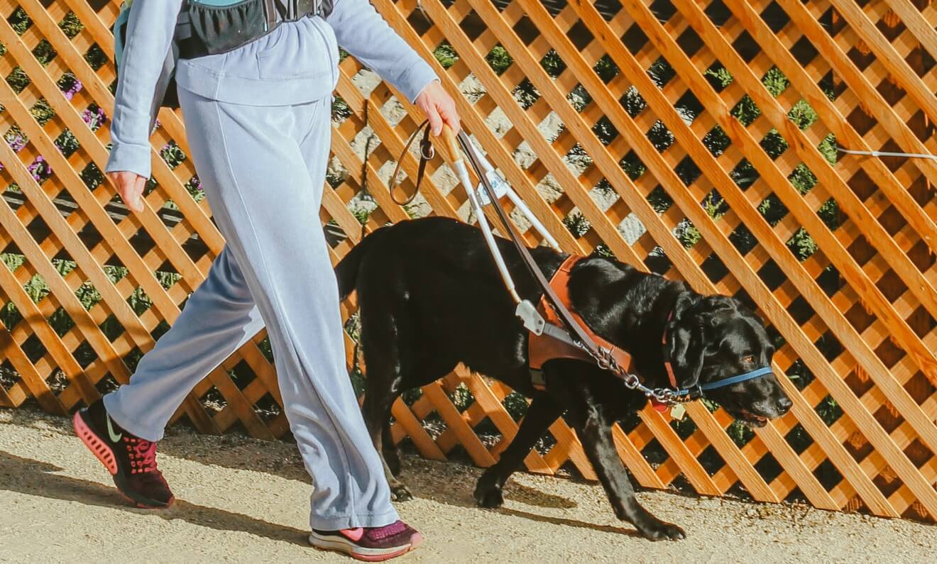 How to Leash Train Your Dog?