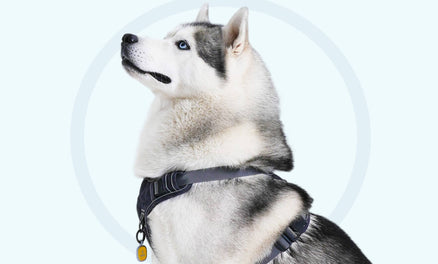 Puppy biting harness top