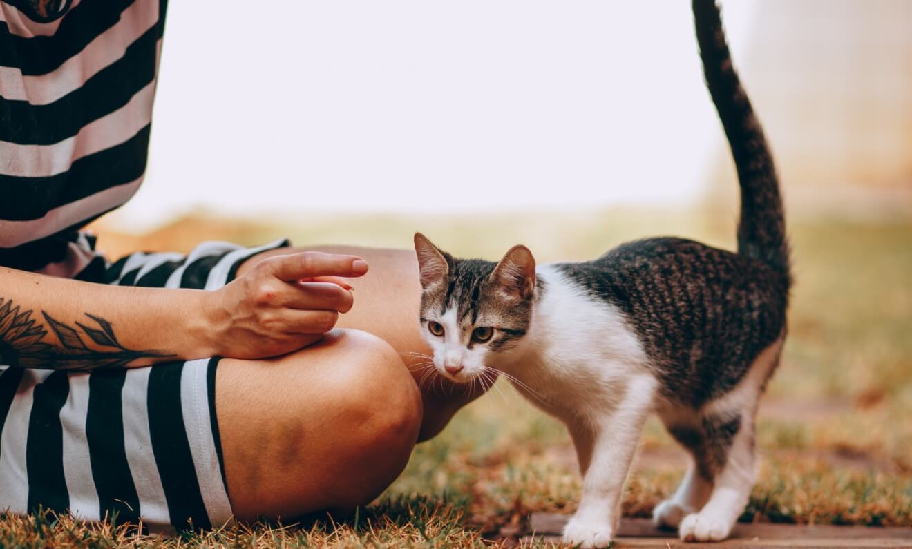 How to Understand Cat Body Language?