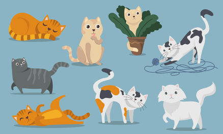 Identifying Cat Breeds: Ultimate Guide to Recognize Every Feline