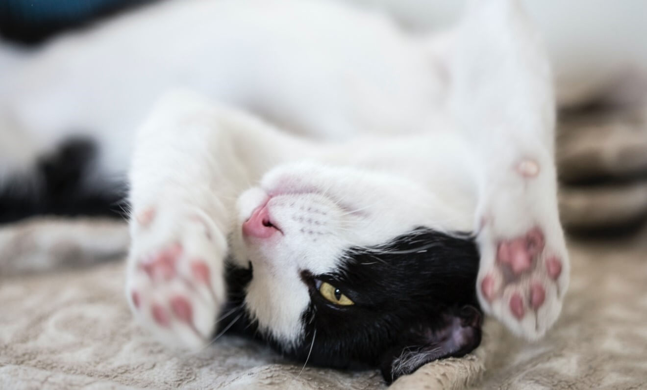 Why Declawing Your Cat Is a Bad Decision