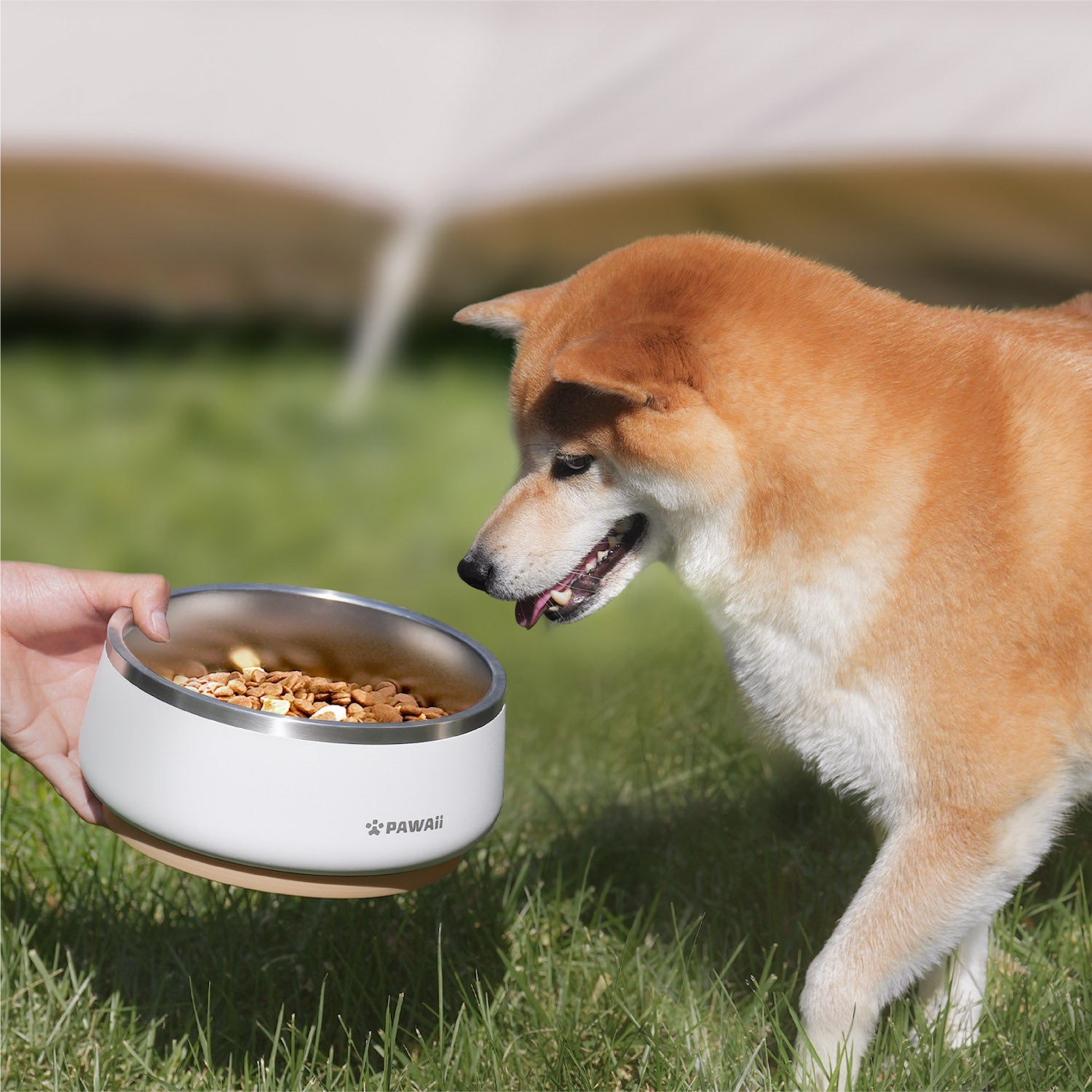 Nsf dog bowls outlet