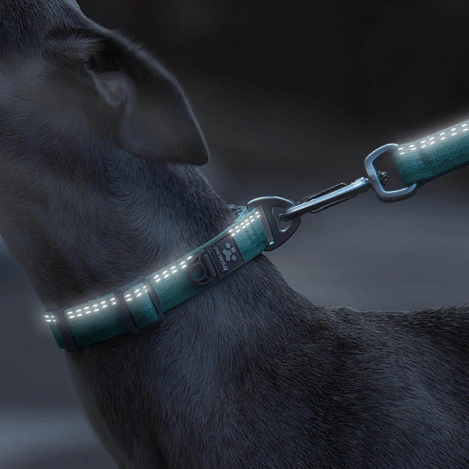 Keepace Dog Leash and Collar Set