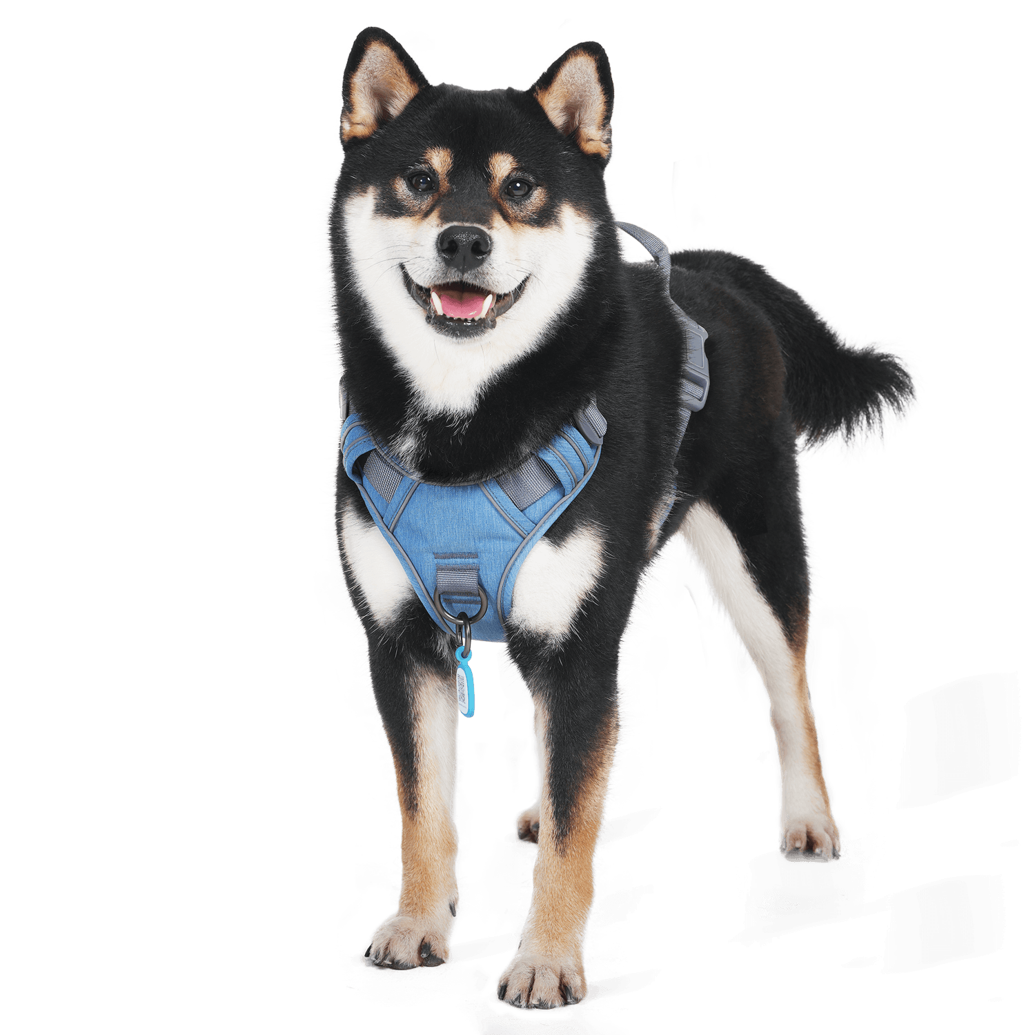 Dog tag deals on harness