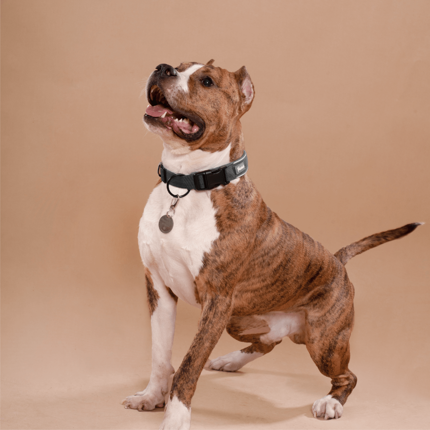 Dog Collar with Pet ID Tag