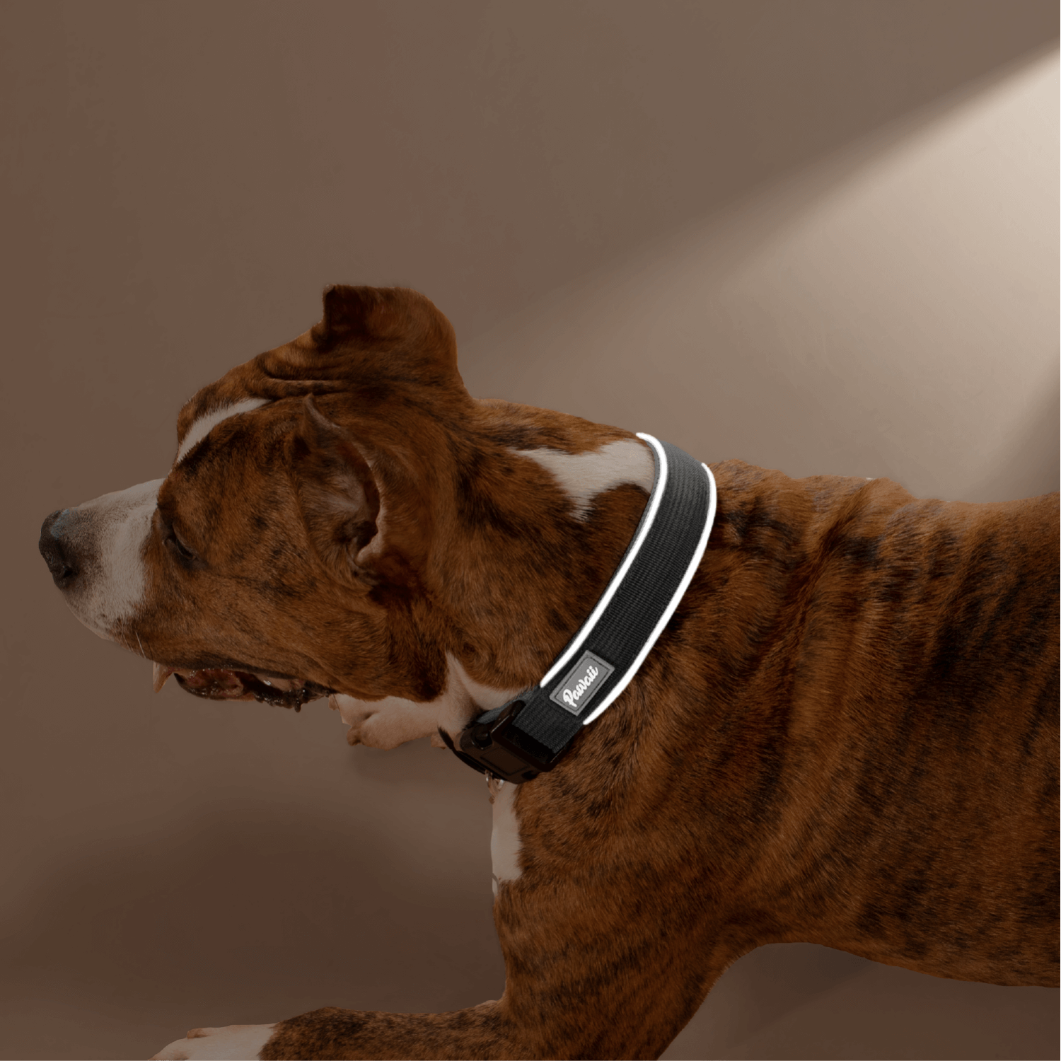 Dog Collar with Pet ID Tag