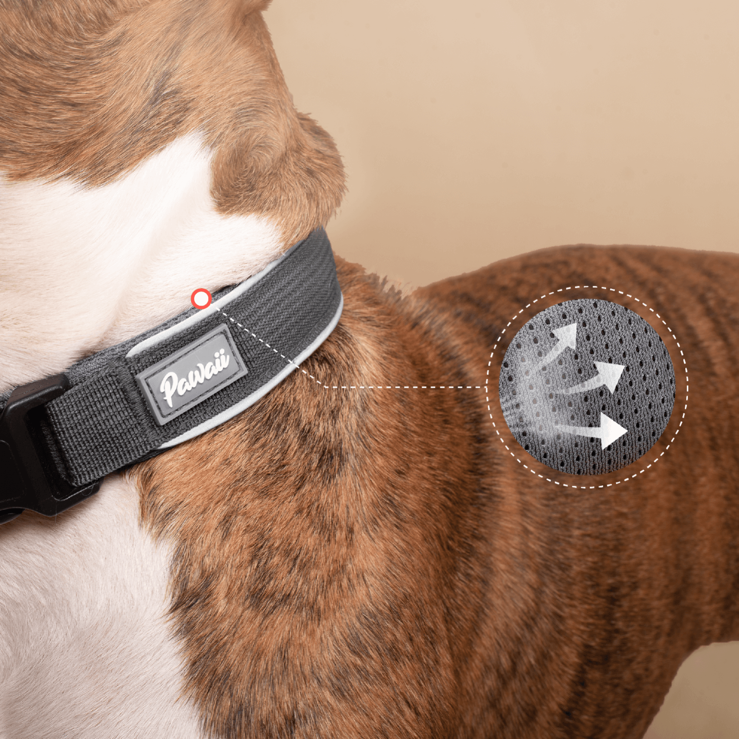 Dog Collar with Pet ID Tag