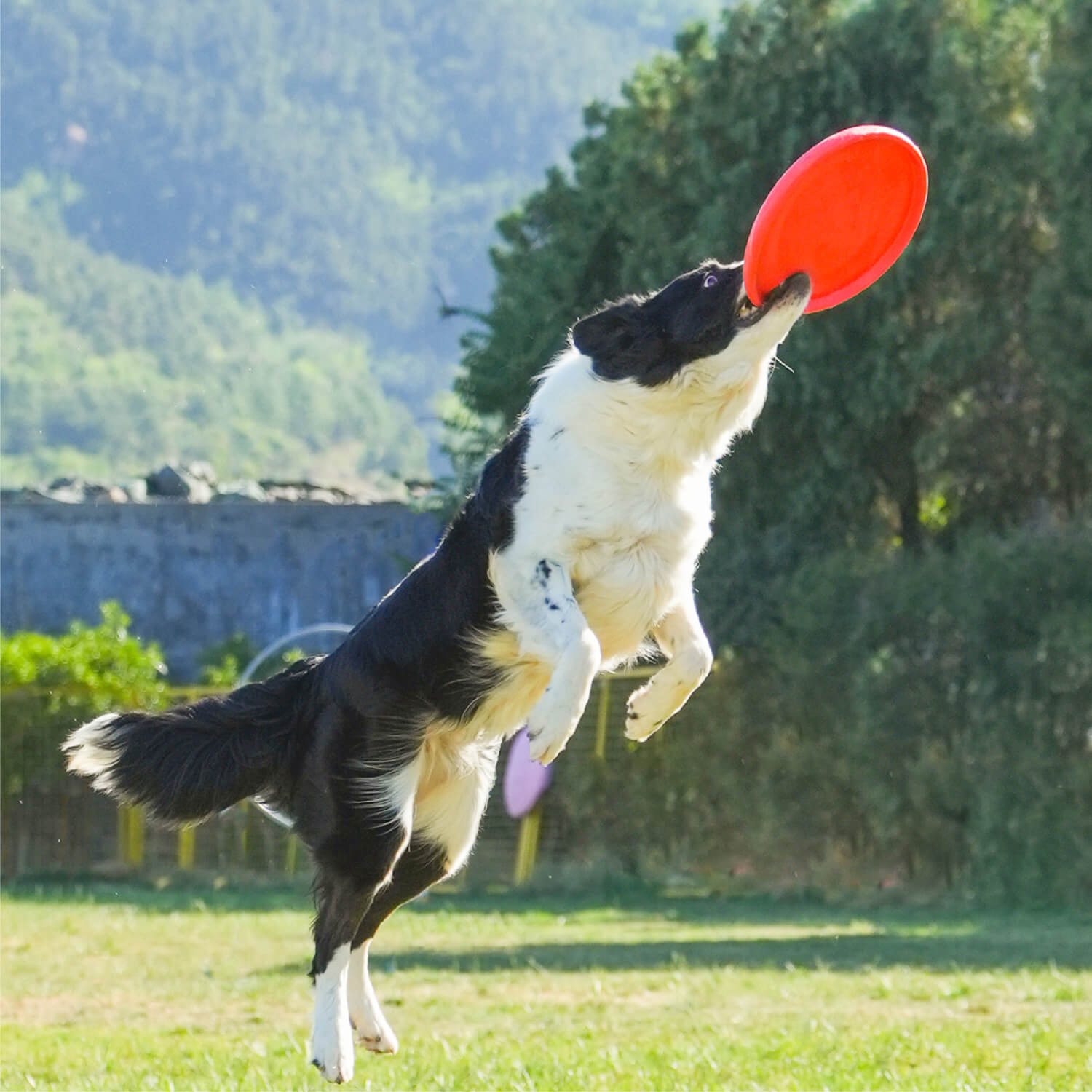 Bvrbaory 6 Pack Dog Flying Disc,Dogs Training Interactive Toys