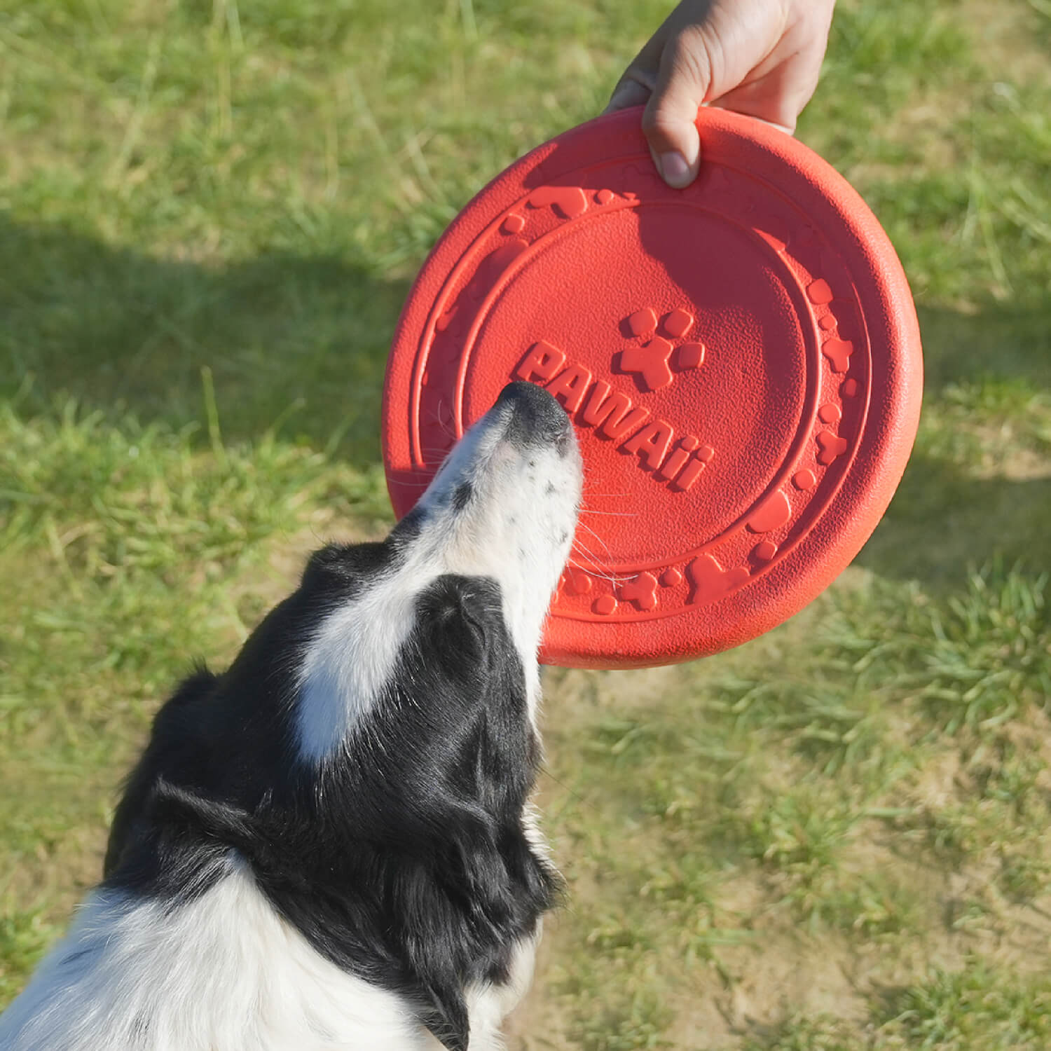 Interactive Flying Disc for Dogs