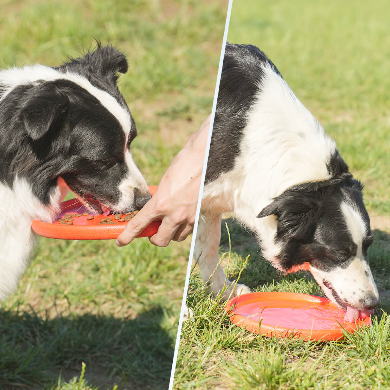 Interactive Flying Disc for Dogs