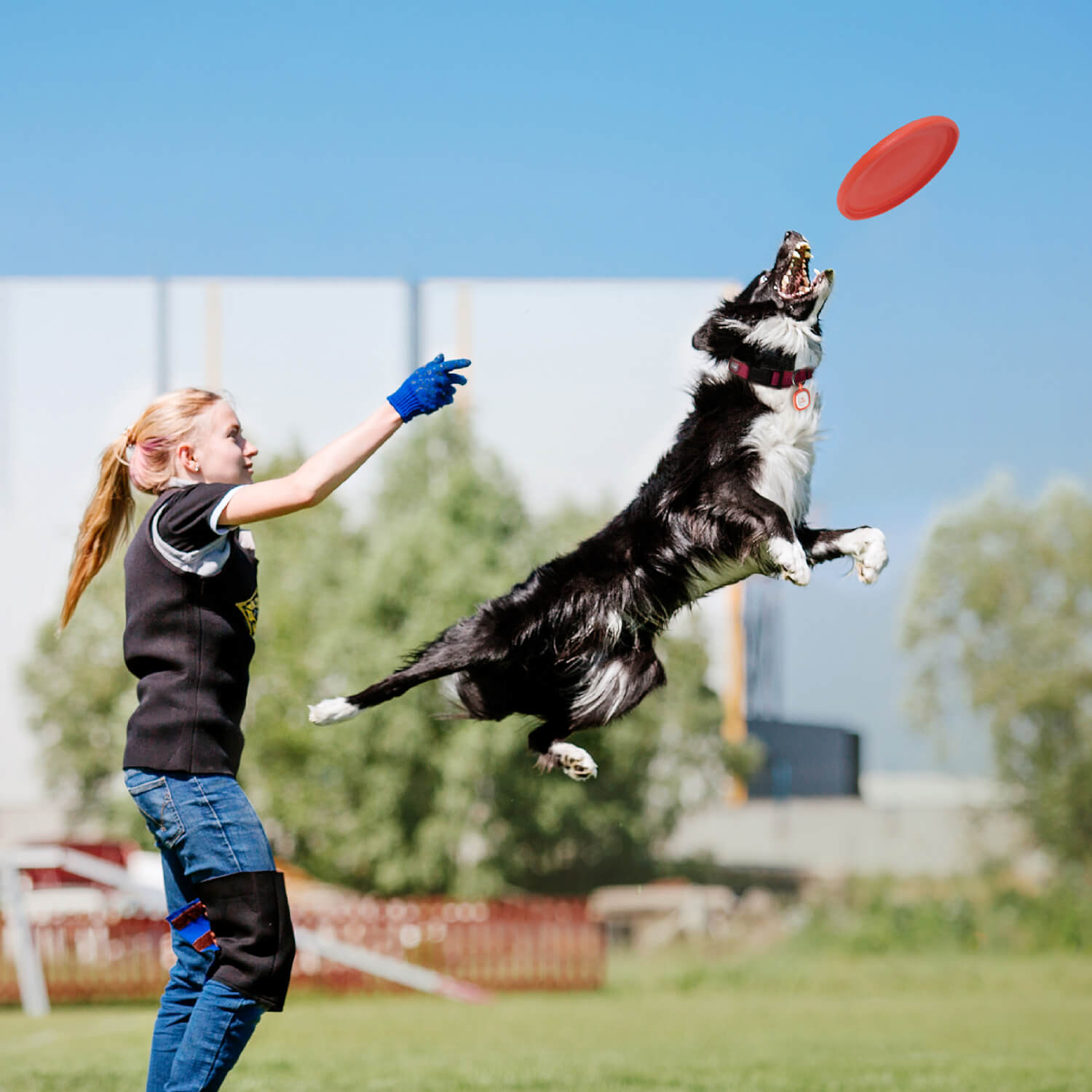 Bvrbaory 6 Pack Dog Flying Disc,Dogs Training Interactive Toys