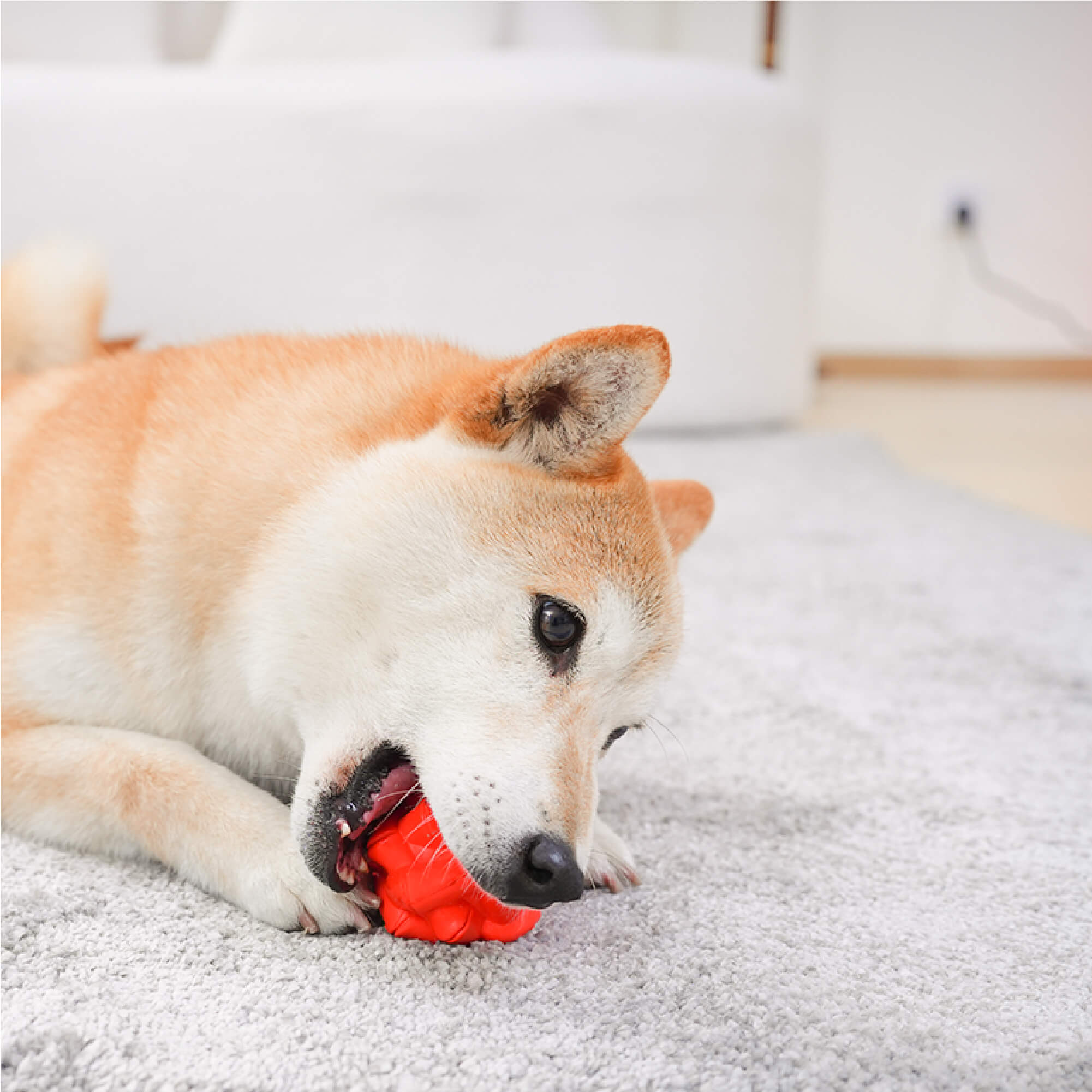 Super Chewer for Small and Medium-sized Dogs